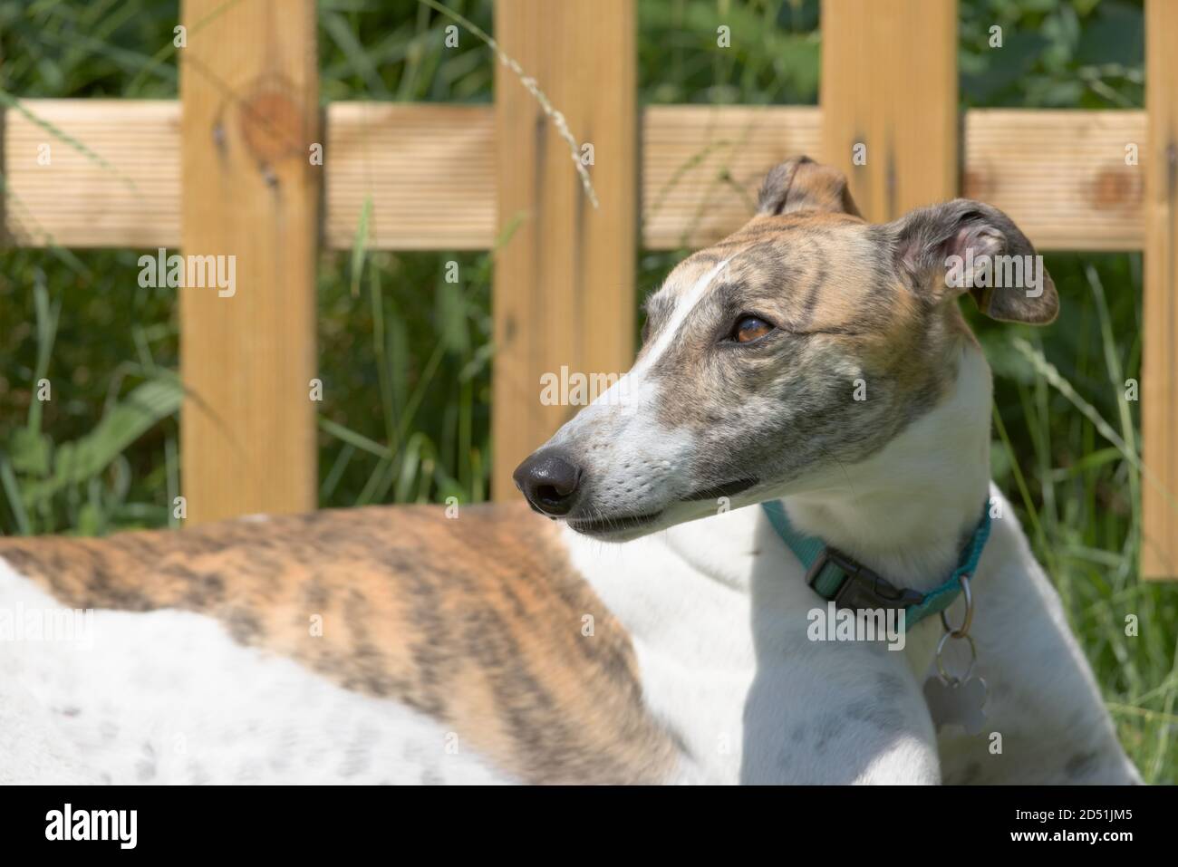 Nouvelle clôture en bois et herbe longue derrière un chien de lévrier sain qui regarde à gauche. La lumière du soleil chaude et vive attire l'œil du chien. Banque D'Images