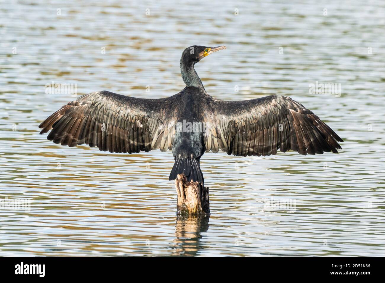 Cormorant (Phalacrocorax Carbo) perché au sommet d'une souche en bois séchant ses ailes au soleil, les ailes s'ouvrent ou s'étendent. Cormorant. Angleterre, Royaume-Uni Banque D'Images