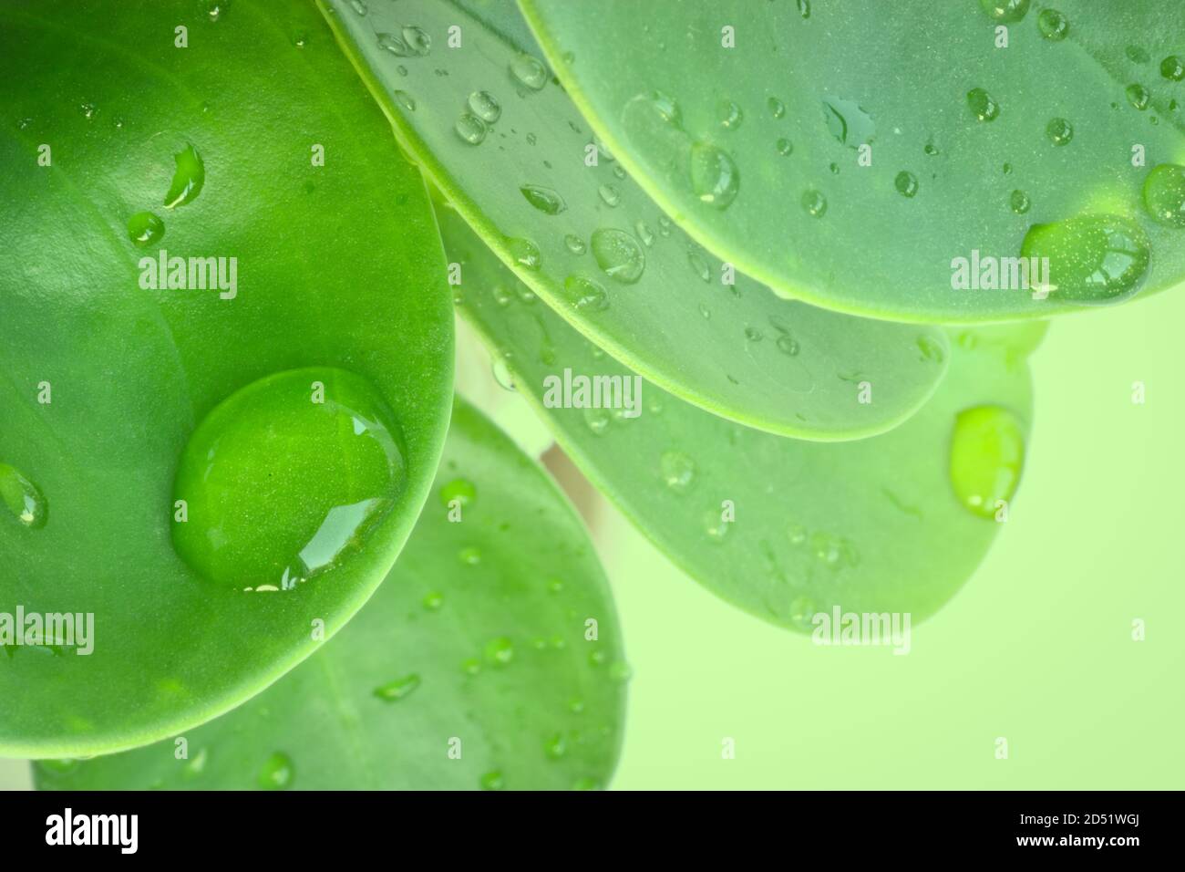 Le vert laisse le bébé rubberplant (Peperomia obtusifolia) avec des gouttelettes d'eau. Accueil plantes arrière-plan. Banque D'Images