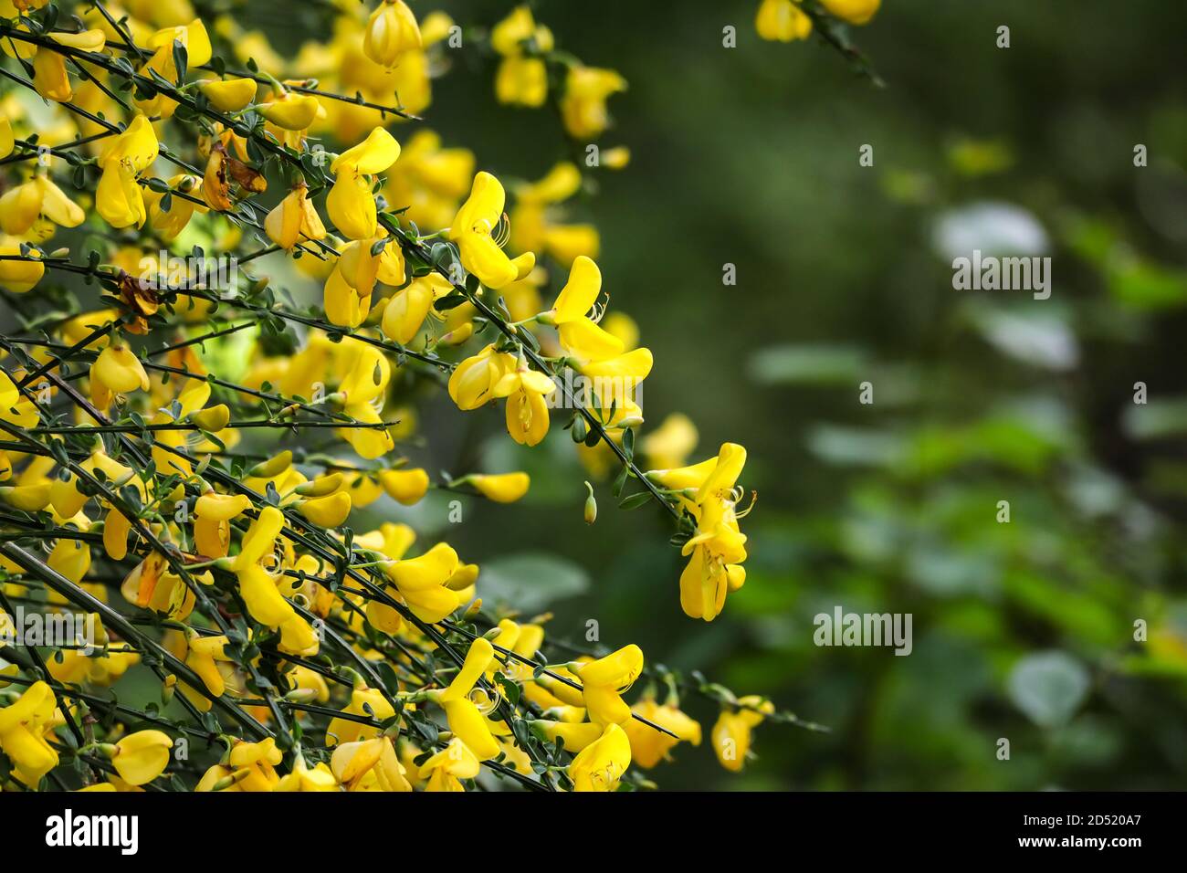 vue rapprochée de nombreuses fleurs sauvages jaunes Banque D'Images