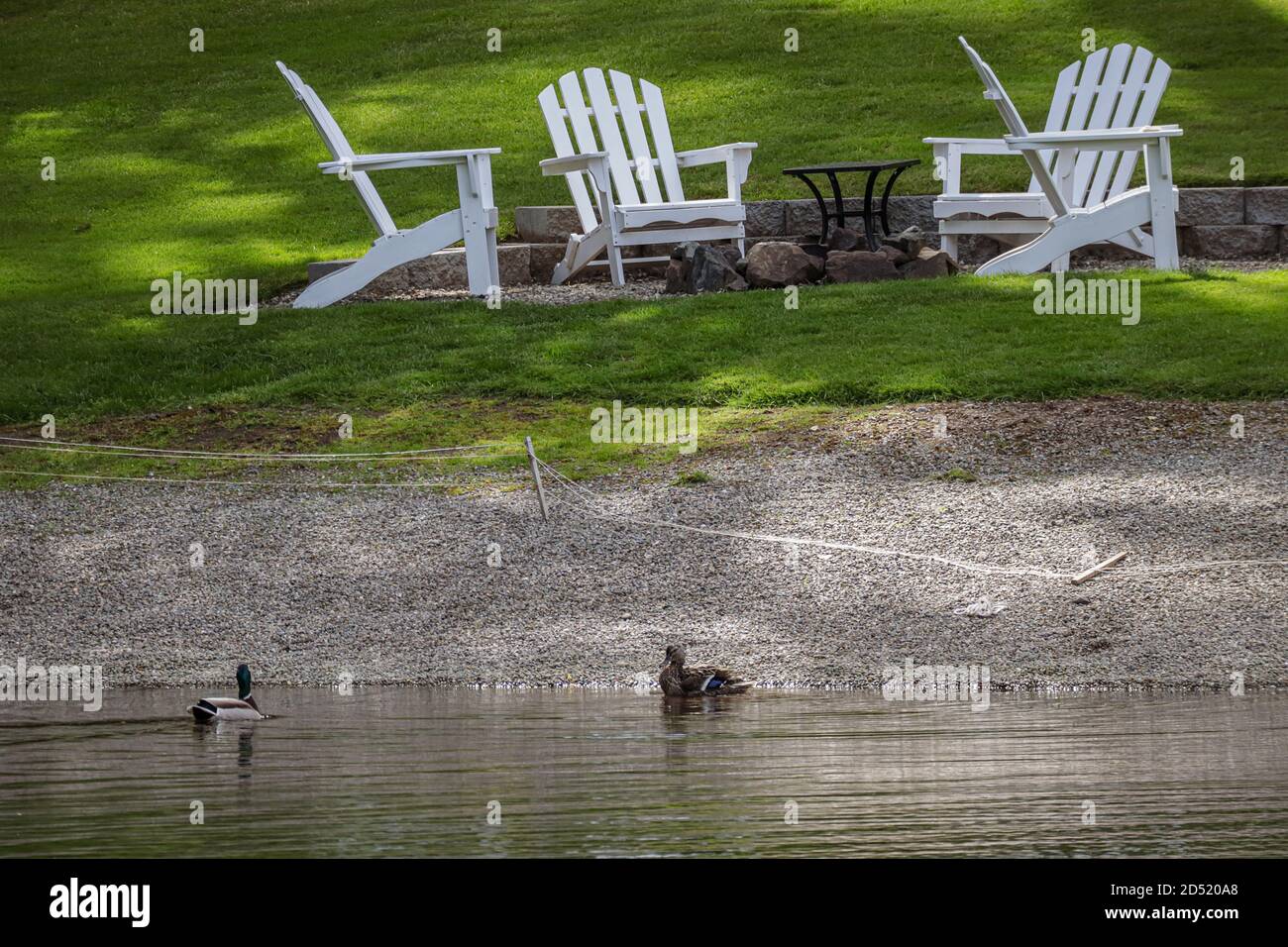 deux canards colverts sur un lac à côté des chaises de pelouse Banque D'Images