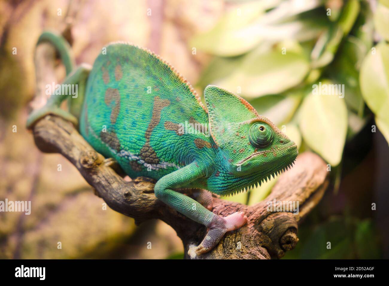 Le caméléon yéménite, ou camatelero calyptratus, est une espèce de lézards de la famille des caméléons. Un des plus grands représentants de salut Banque D'Images