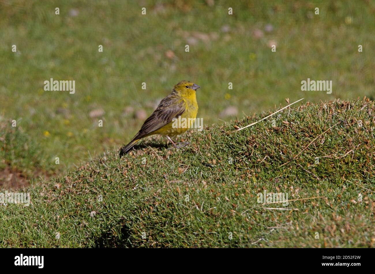 Verdish Yellow-finch (Sicalis olivascens) adulte mâle debout sur la prairie de Puna Jujuy, Argentine Janvier Banque D'Images