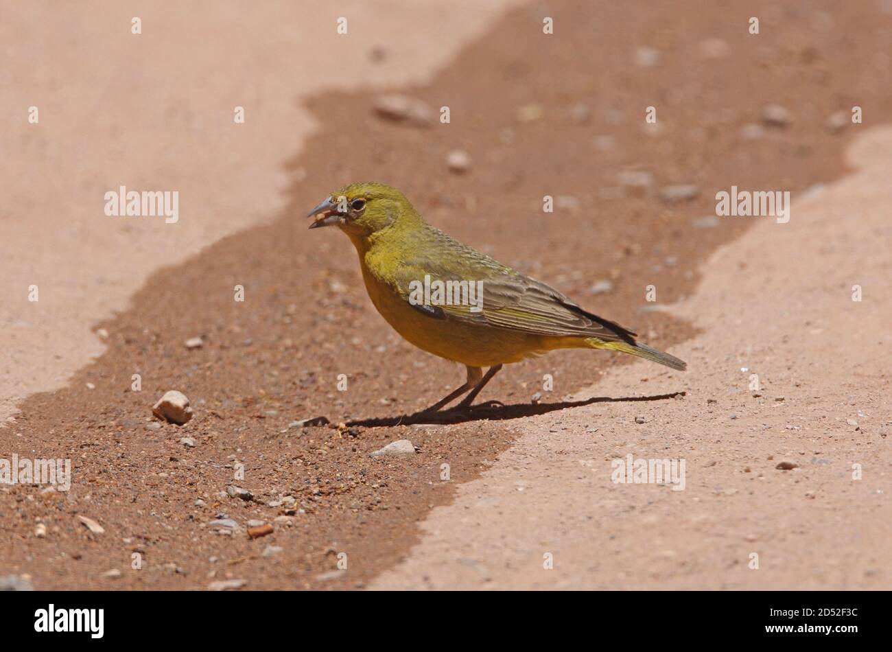 Jaune-finch verdâtre (Sicalis olivascens) adulte mâle se nourrissant de graines déversées Jujuy, Argentine Janvier Banque D'Images