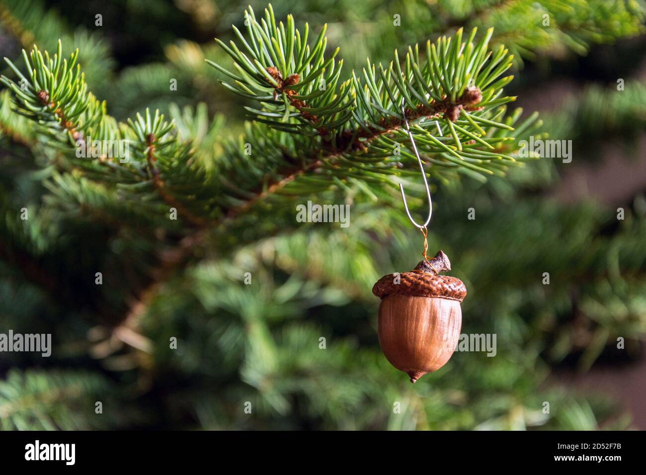 Décoration de Noël naturelle en glands bruns accrochés au vert épinette de conifères Banque D'Images