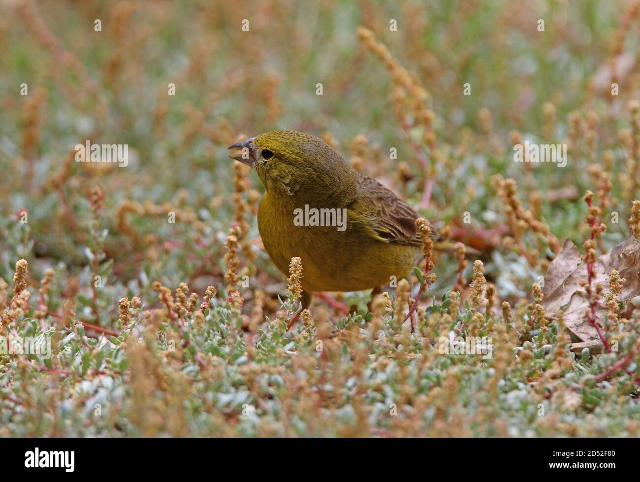 Jaune-finch verdâtre (Sicalis olivascens) mâle sur terre nourrissant les graines de mauvaises herbes de l'onb Salta, Argentine Janvier Banque D'Images