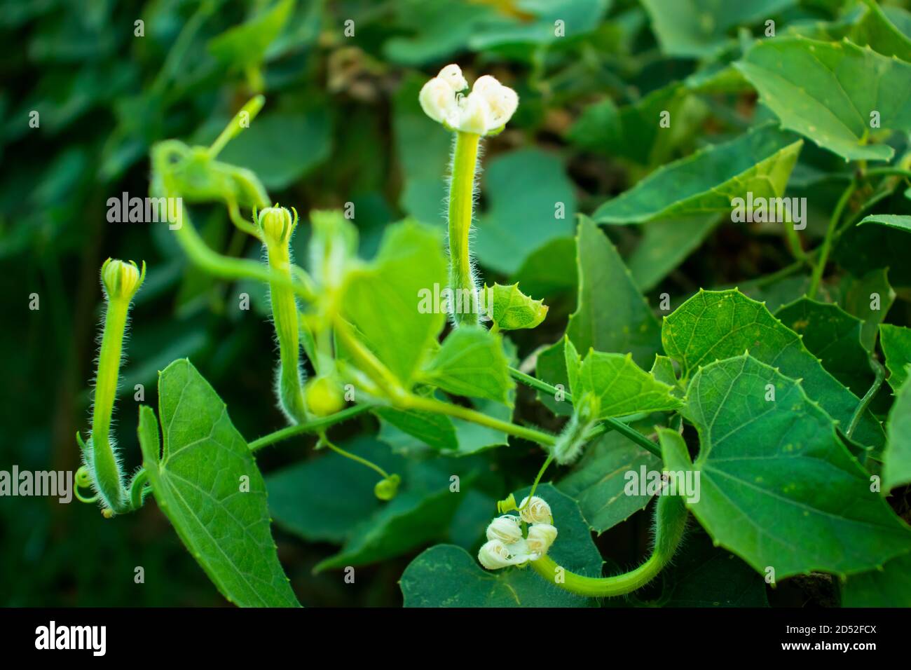 Fleur de gourde pointue ou Trichoanthes dioica est une vigne usine Banque D'Images