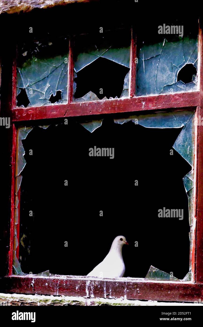 pigeon est assis dans la fenêtre d'un bâtiment abandonné Banque D'Images