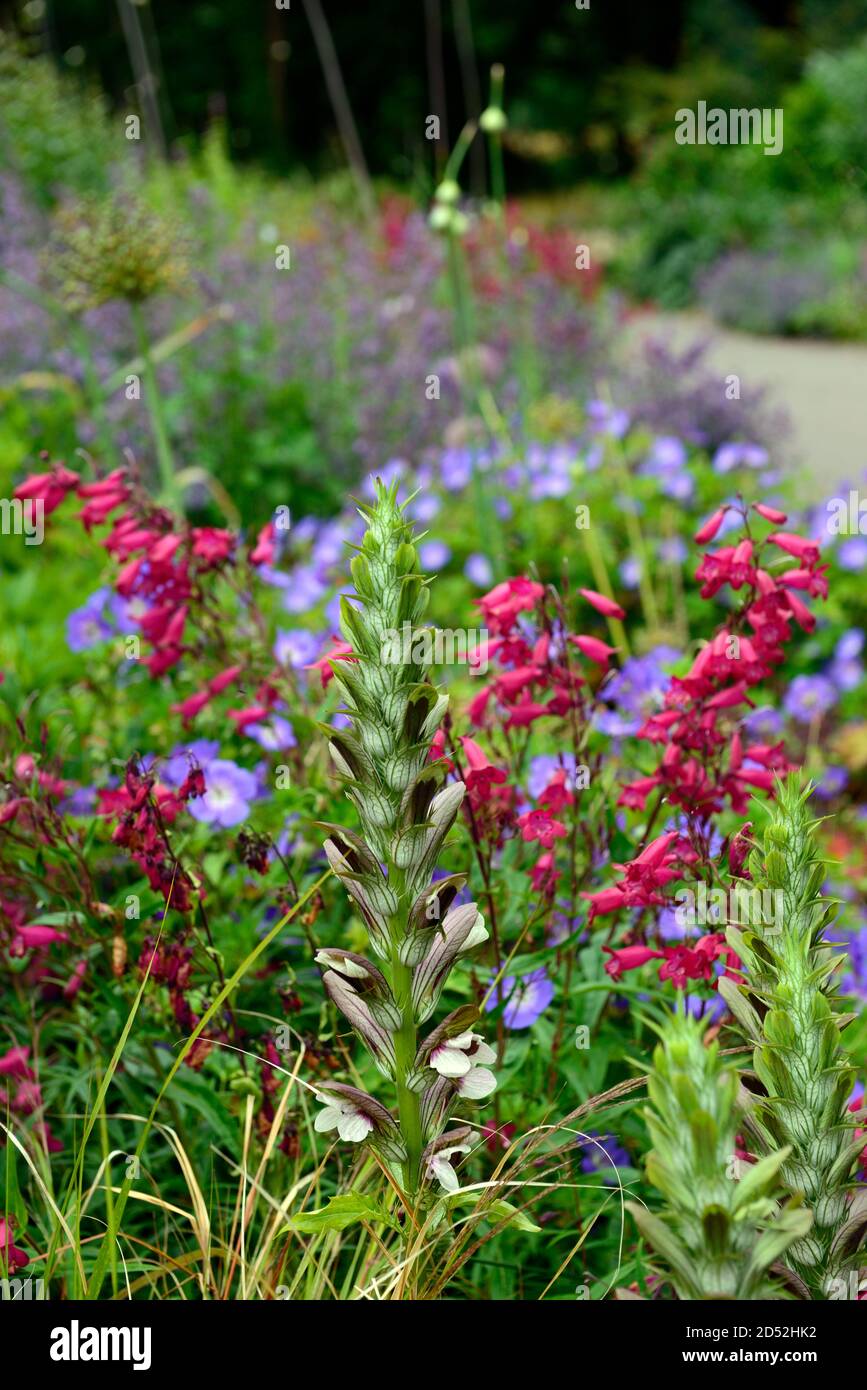 Acanthus spinosus,Penstemon Garnet,syn,Penstemon Andenken an Friedrich Hahn, fleurs rouges,fleur,floraison,géranium rozanne,fleurs rouges bleues,combinatio Banque D'Images