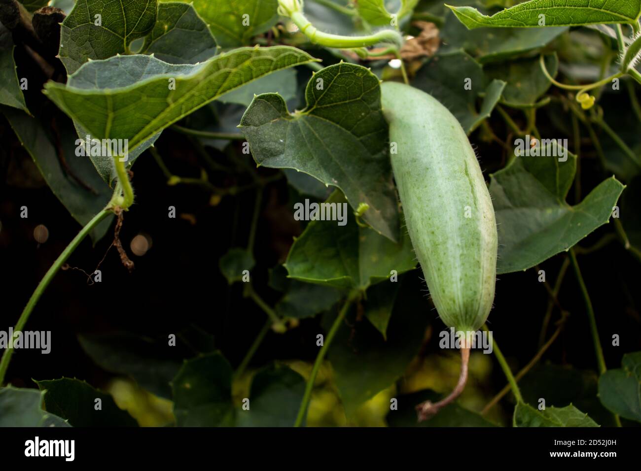La gourde pointue est une plante de la famille des Cucurbitaceae Aussi knowon que Trichoanthes dioica Banque D'Images