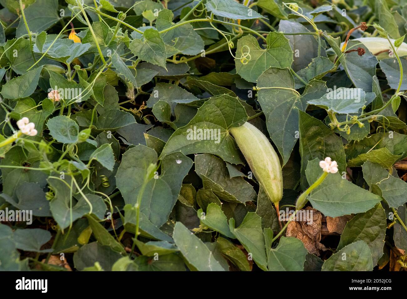 La gourde pointue ou Trichoanthes dioica est une plante de vigne dans La famille des Cucurbitaceae pousse dans la grande plante Banque D'Images