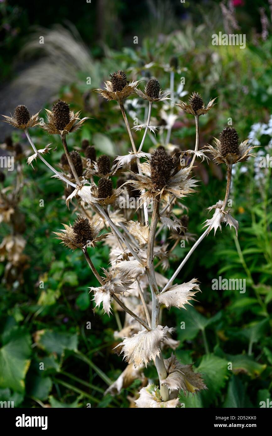 Eryngium giganteum Silver Ghost,tête de semis,tête de semence,tiges épineuses,fleurs finies,plus,automne,beau squelette de fleur,RM Floral Banque D'Images