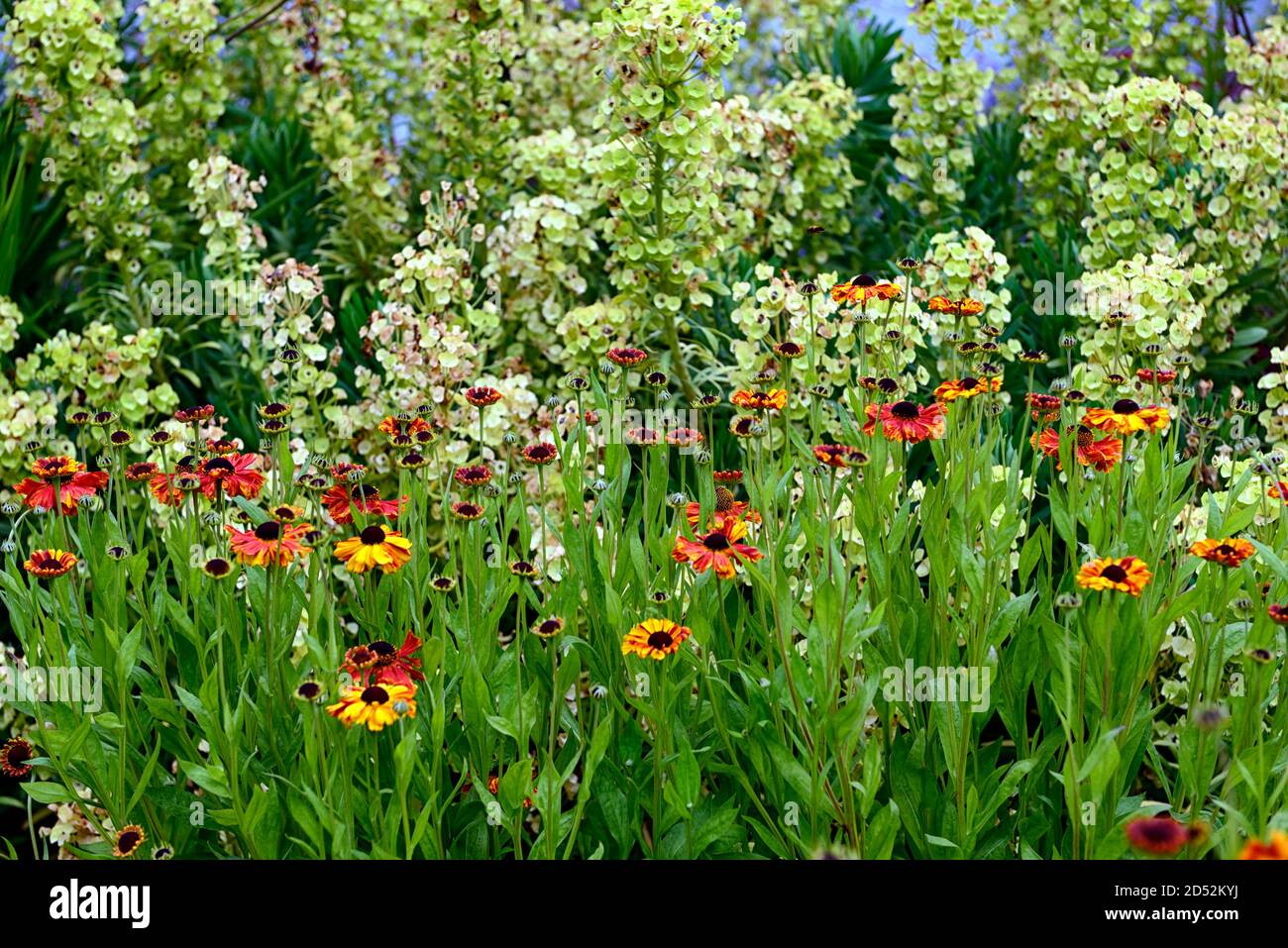 Helenium,euphorbia,fleurs,fleurs,fleurs,mélange,plantes,plantations,lit,bordures,jardin,RM Floral Banque D'Images