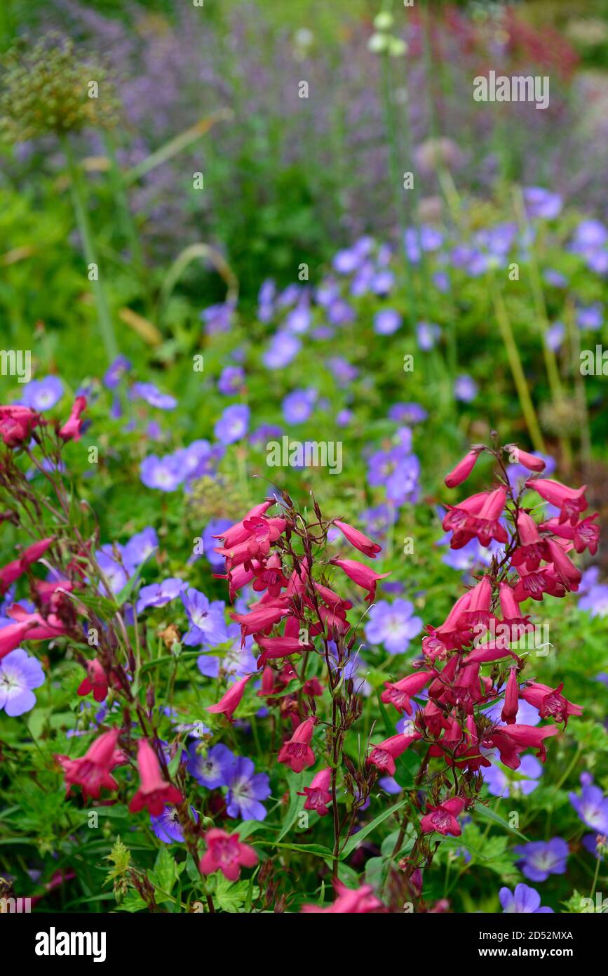 Penstemon Garnet,syn,Penstemon Andenken an Friedrich Hahn, fleurs rouges,fleur,géranium rozanne,fleurs rouges bleues,combinaison,plantation mixte s Banque D'Images