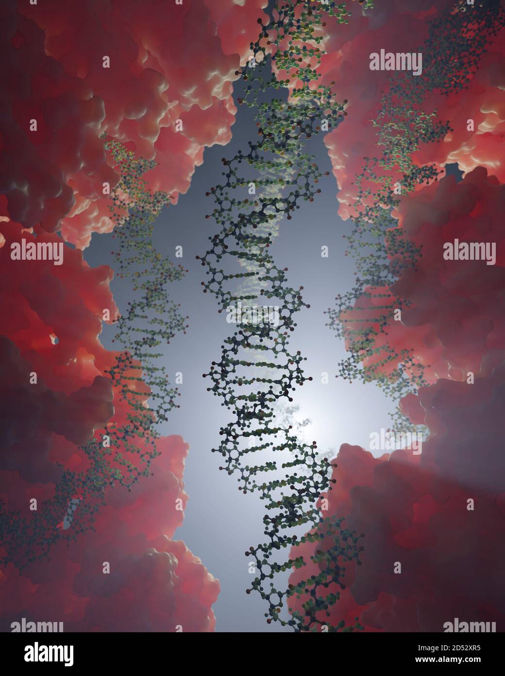 Interaction de l'ADN et des protéines au niveau moléculaire. Les protéines liant l'ADN contrôlent la transcription, l'expression des gènes, etc., à partir des données scientifiques de l'APB Banque D'Images