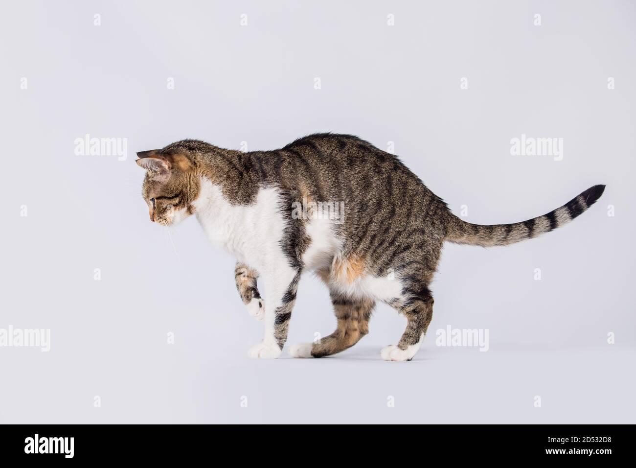 Vue latérale de curieux chat rayé marchant et regardant vers le bas attentif isolé sur fond blanc avec espace de copie. Banque D'Images