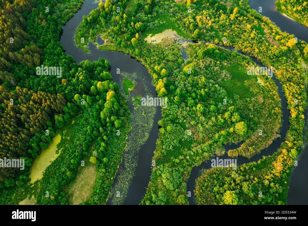 Vue aérienne Green Forest Woods et River Landscape dans Sunny Spring Evening. Vue de dessus de la belle nature européenne de haute attitude en été Banque D'Images