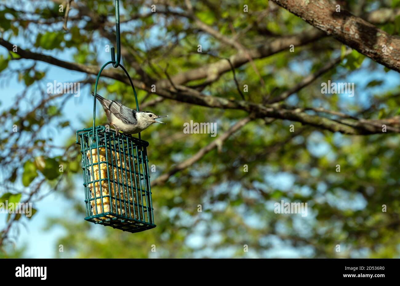 Un nuthatch croisé blanc se tient au-dessus de l'alimenteur de suet dans le Missouri et appelle à son compagnon, annonçant peut-être qu'un bon repas est prêt. Bokeh backgroun Banque D'Images