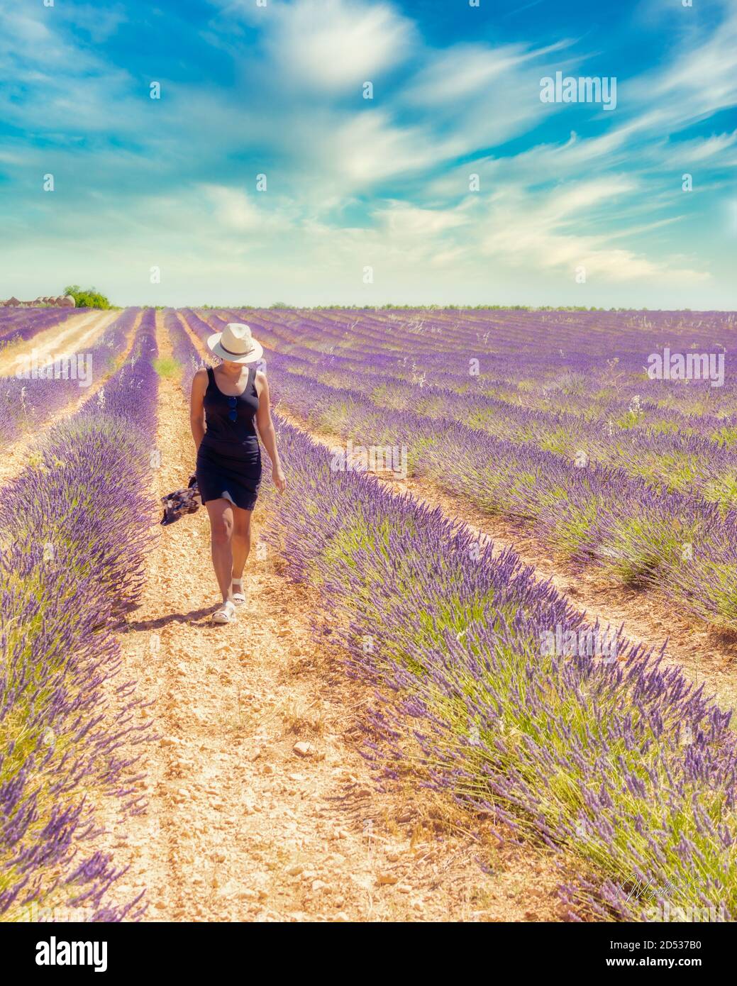 OSSA DE MONTIEL, ESPAGNE - 02 juin 2020 : Campo de lavanda en Ossa de Montiel (Espana). Banque D'Images