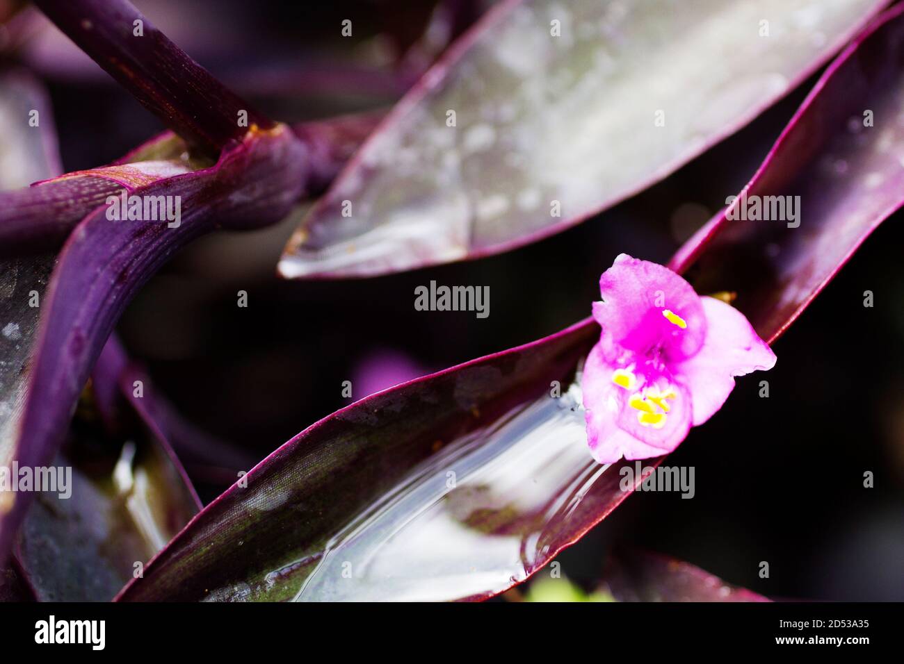 Un bassin d'eau assis dans une belle feuille succulente à côté d'une fleur rose florale. Banque D'Images