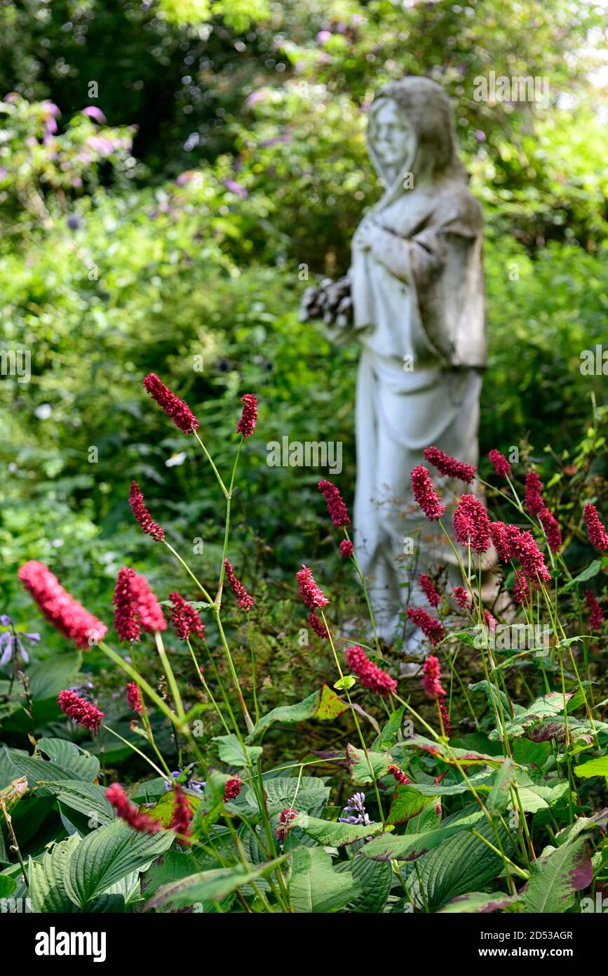 Persicaria ampelexicaulis Fat Domino,fleur rouge, fleurs,floraison tardive, vivace,affichage,RM Floral Banque D'Images