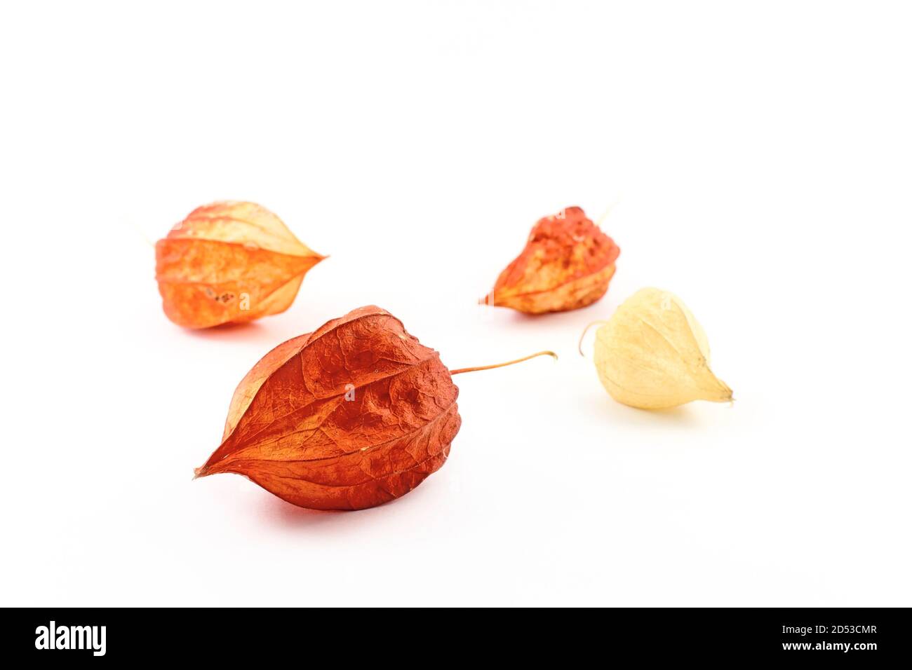 Vieux fruits secs ou gousses d'une fleur de lanterne chinoise, isolés sur fond blanc. L'arrière-plan est flou. Banque D'Images