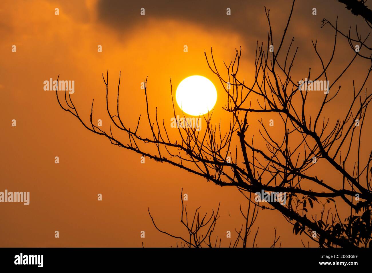 Coucher de soleil coloré avec branches d'arbre silhouette ombre à Anchieta, État d'Espirito Santo, Brésil Banque D'Images