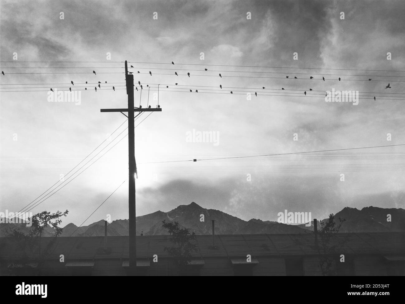 Oiseaux en fils au coucher du soleil avec montagnes en arrière-plan, Manzanar Relocation Center, Manzanar, Californie, États-Unis, Ansel Adams, Manzanar War Relocation Center photographies, 1943 Banque D'Images