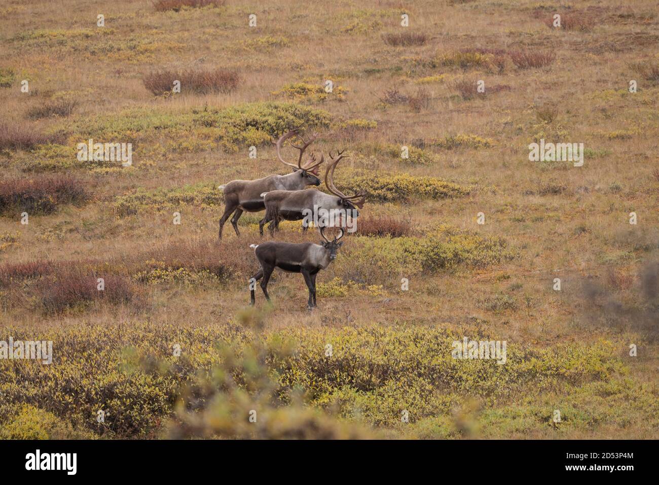 Le Caribou dans le Parc National Denali Banque D'Images