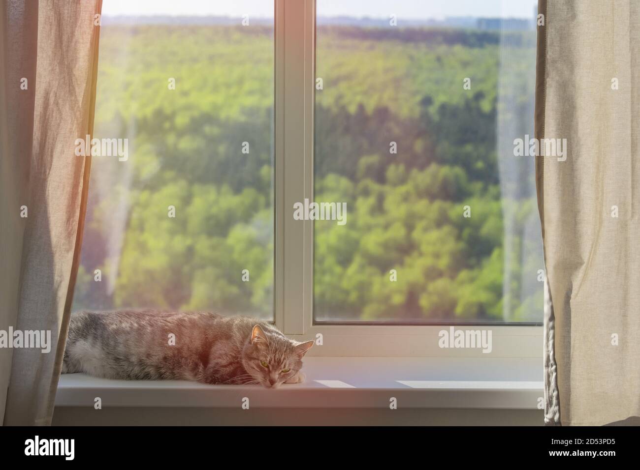 Le chat est couché à la fenêtre avec des arbres d'été derrière le verre. Isolement dû à la pandémie du coronavirus, concept Banque D'Images