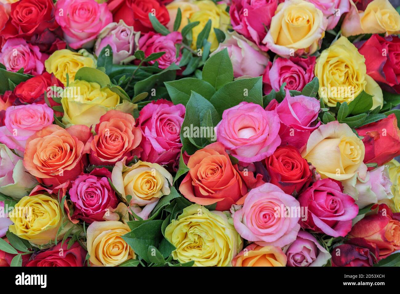Plusieurs roses colorées rouge, jaune, blanc et rose fleurissent en toile de fond au fleuriste. Fleur pastel vive. Fleurs roses pour la Saint-Valentin. Banque D'Images