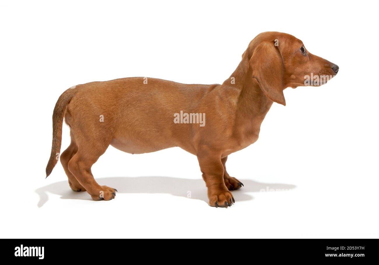 Vue du profil d'un chiot dachshund debout photographié sur un arrière-plan blanc Banque D'Images