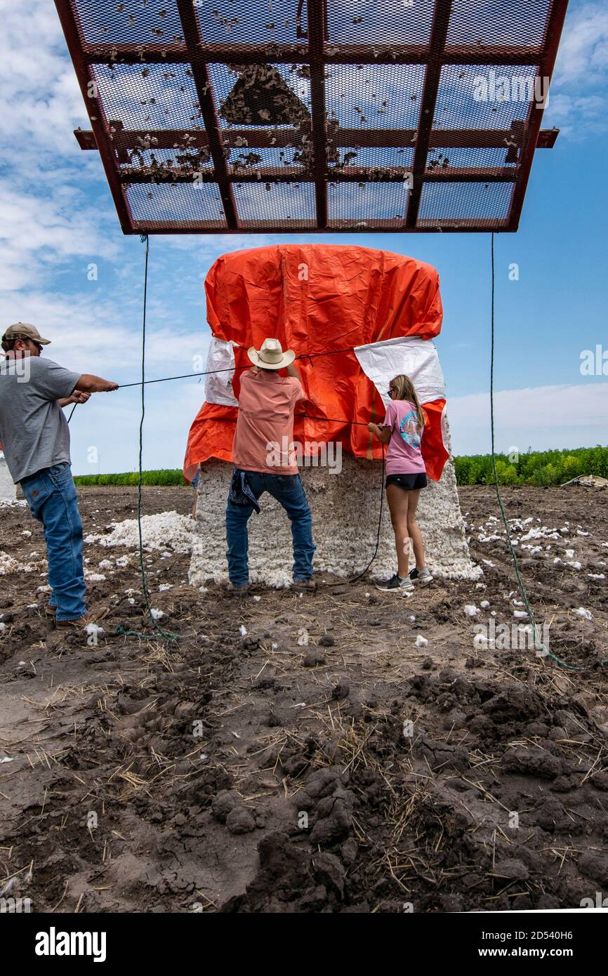 Les mains de la ferme tirent une couverture protectrice sur un module de coton après qu'il est sorti du stomper pour l'expédition à la ferme de Schirmer pendant la récolte le 22 août 2020 à Batesville, Texas. Les Stompers utilisent un vérin hydraulique et une poutre de tramper pour comprimer le coton en modules, de 32 pieds de long, de 7 1/2 pieds de large et de 9 1/2 pieds de haut. Banque D'Images