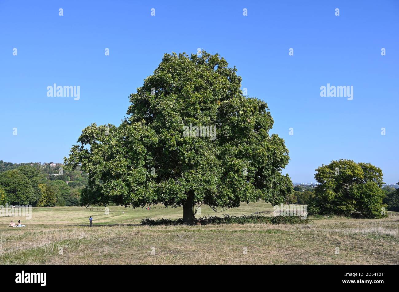 Un grand chêne sur Hampstead Heath, un jour d'été chaud. Banque D'Images