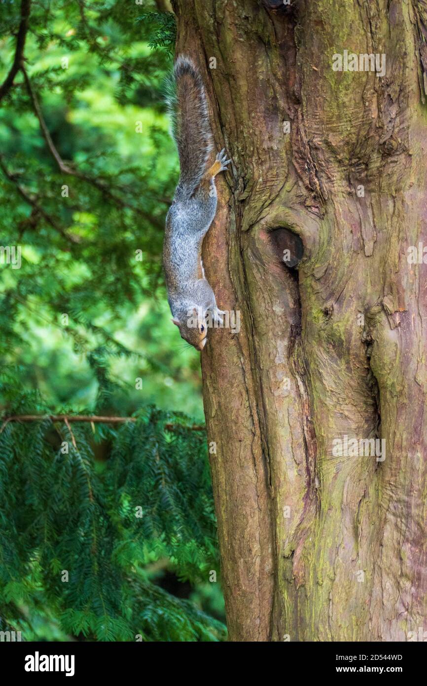 Graues Eichhörnchen - Plage im Pittencieff Park à Schottland Banque D'Images