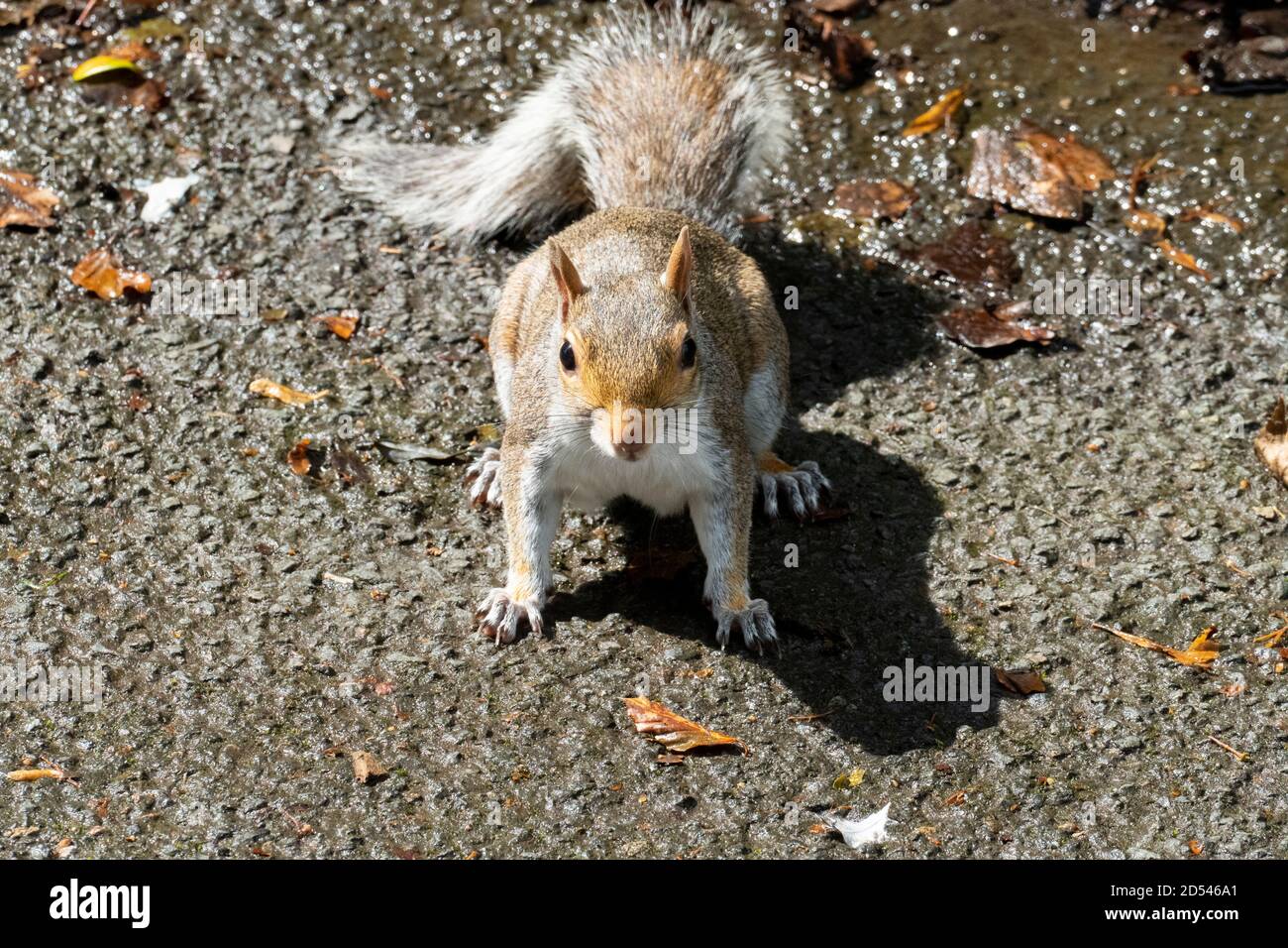 Graues Eichhörnchen - Plage im Pittencieff Park à Schottland Banque D'Images