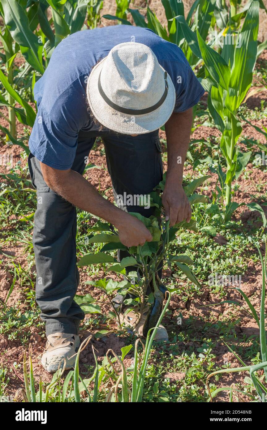 Colombien dans le jardin, la collecte de nourriture. Banque D'Images