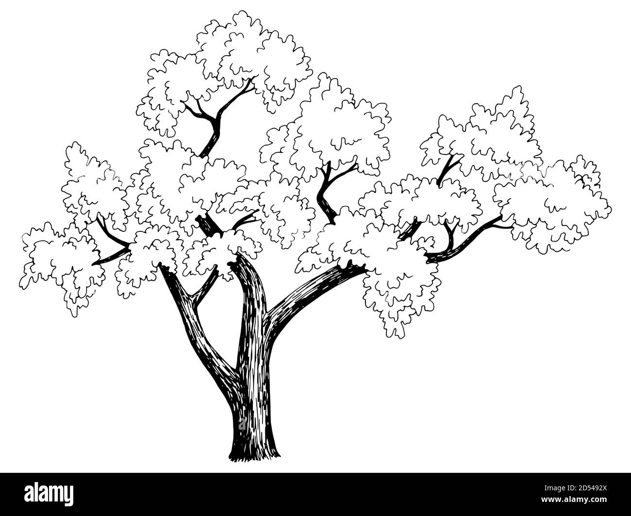 Sakura arbre cerisier graphique noir blanc isolé esquisse vecteur d'illustration Illustration de Vecteur