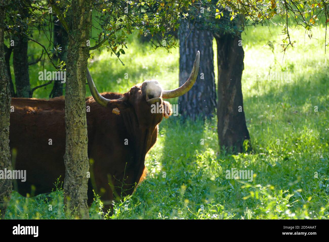 Taureau brun dans le champ Banque D'Images