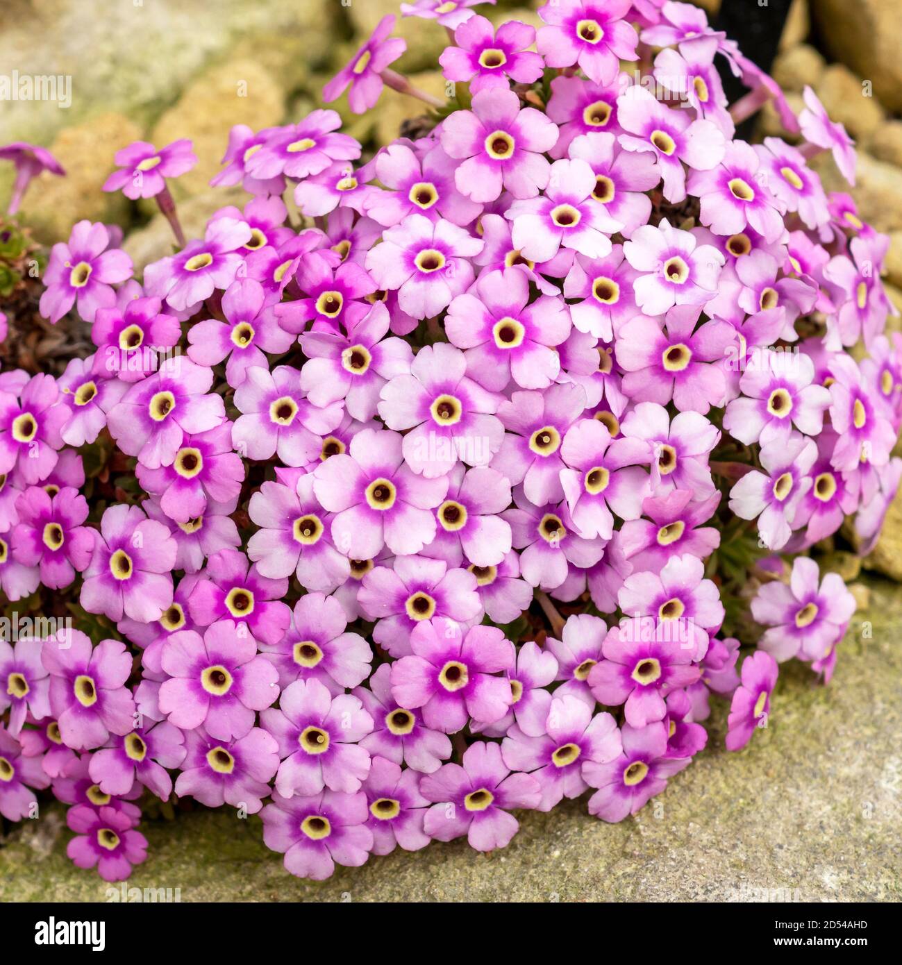 Gros plan des fleurs denses de la plante alpine, rose clair Dionysia freitagii sur une rockery Banque D'Images