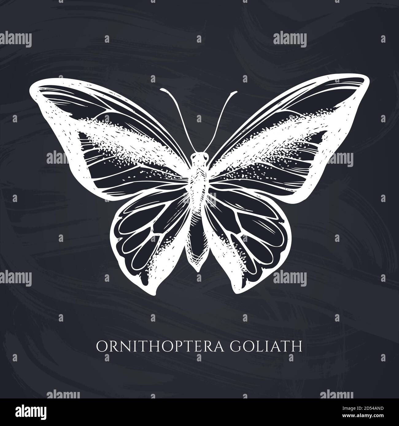 Ensemble vectoriel de craie dessinés à la main, papillon à queue d'allowtail Illustration de Vecteur