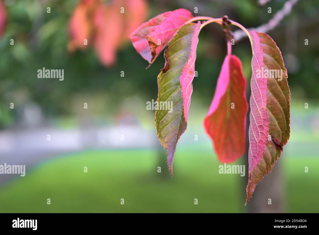 Magnifiques feuilles de cerisier rouge d'automne exprimant le changement de saison de l'été à l'automne. Flou et gros plan Banque D'Images