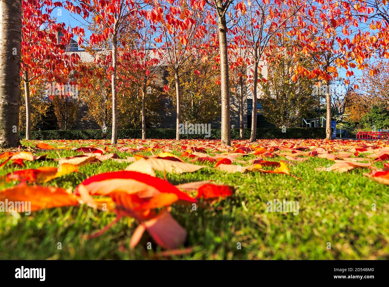 Couverture d'automne incroyable de feuilles mortes orange et rouge couvrant  l'herbe. Mise au point en arrière-plan Golden Fall sur le campus  universitaire, Dublin, Irlande Photo Stock - Alamy