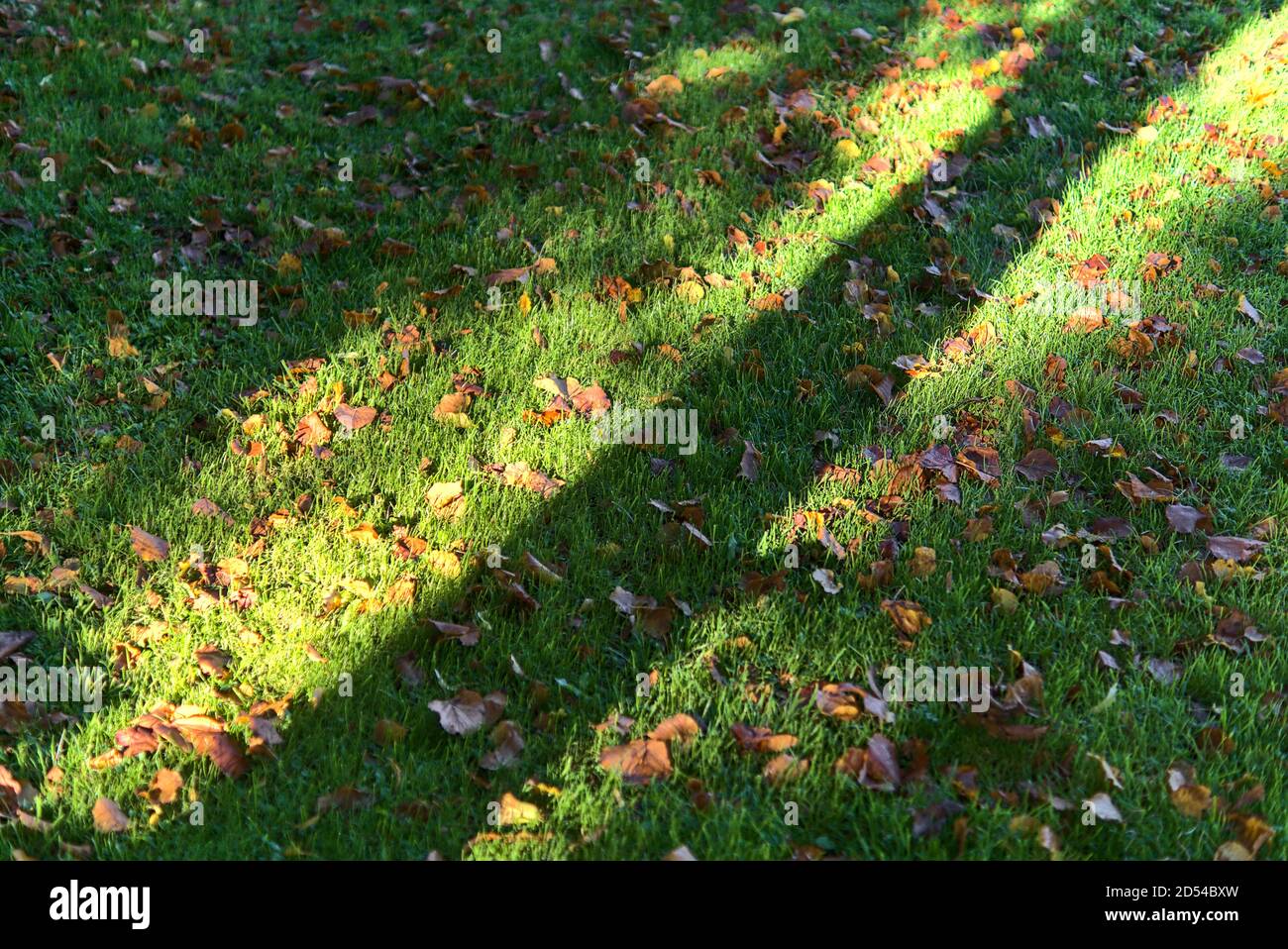 Ombre du tronc d'arbre tombée sur l'herbe avec des feuilles d'orange d'automne. Magnifique arrière-plan diagonal automnal. Marlay Park, Dublin, Irlande Banque D'Images