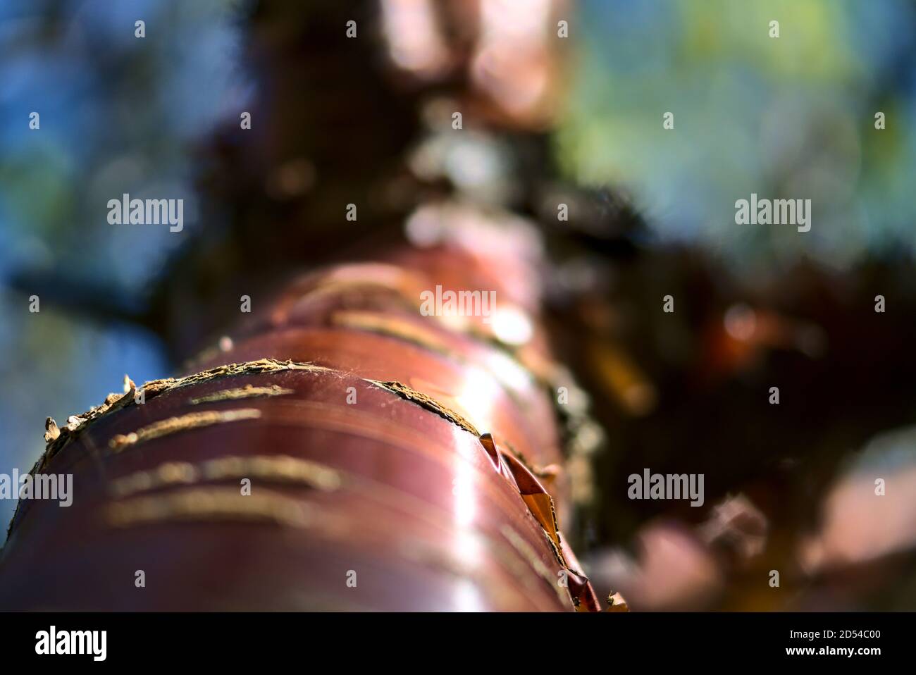 Vue rapprochée vers le haut du magnifique tronc brun et du motif en écorce de cerisier. Un automne lumineux et coloré à Marlay Park, Dublin, Irlande Banque D'Images