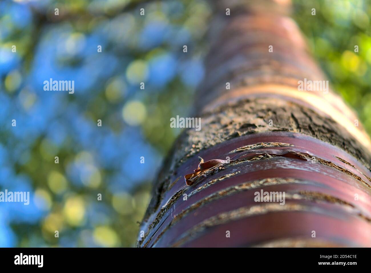 Vue rapprochée vers le haut du magnifique tronc brun et du motif en écorce de cerisier. Un automne lumineux et coloré à Marlay Park, Dublin, Irlande Banque D'Images