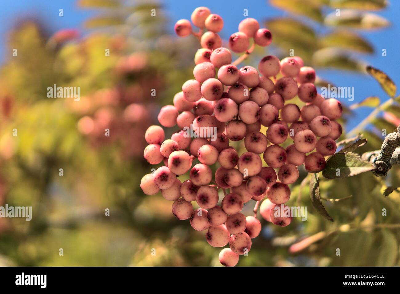Faites tomber l'arrière-plan dans des couleurs inhabituelles avec l'espace de copie. Belles baies roses automnales de l'arbre Sorbus vilmorinii Rowan à Dundrum, Dublin, Irlande Banque D'Images