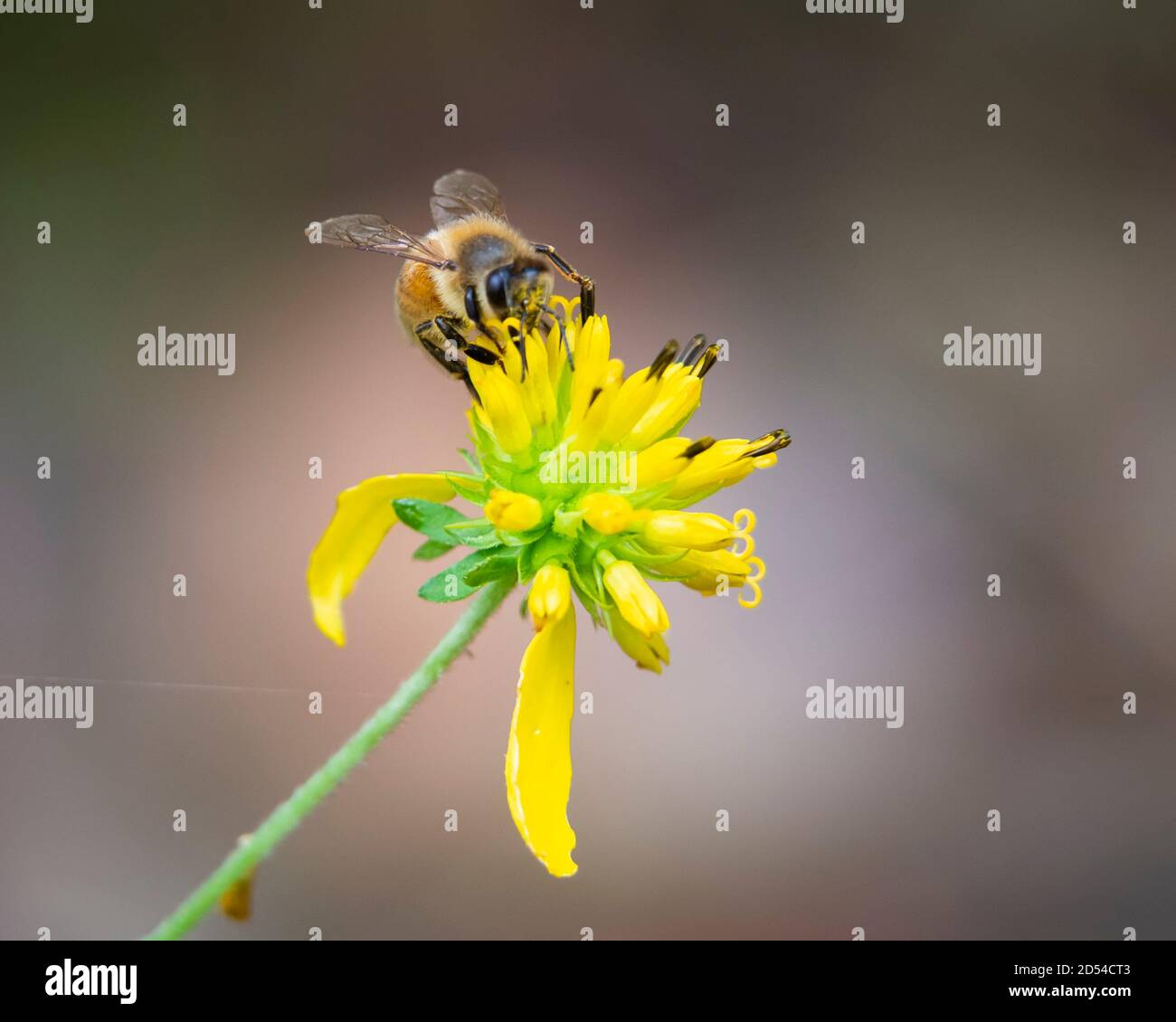 Photographie d'insectes, macro images d'abeilles Banque D'Images