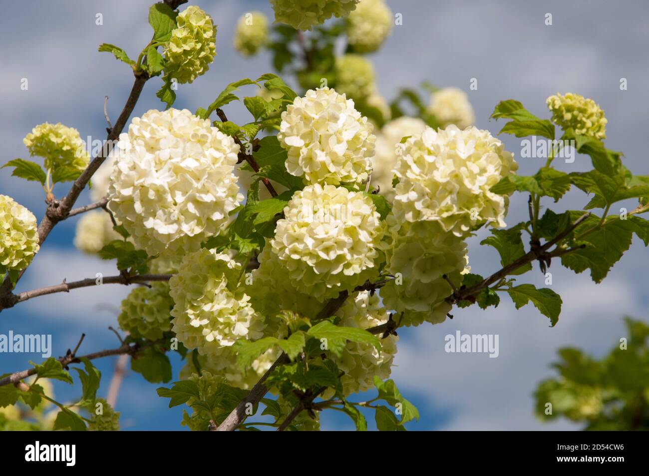 Guelder rose, Viburnum opulus, pompom ou boule de neige, originaire de N. L'Europe Banque D'Images