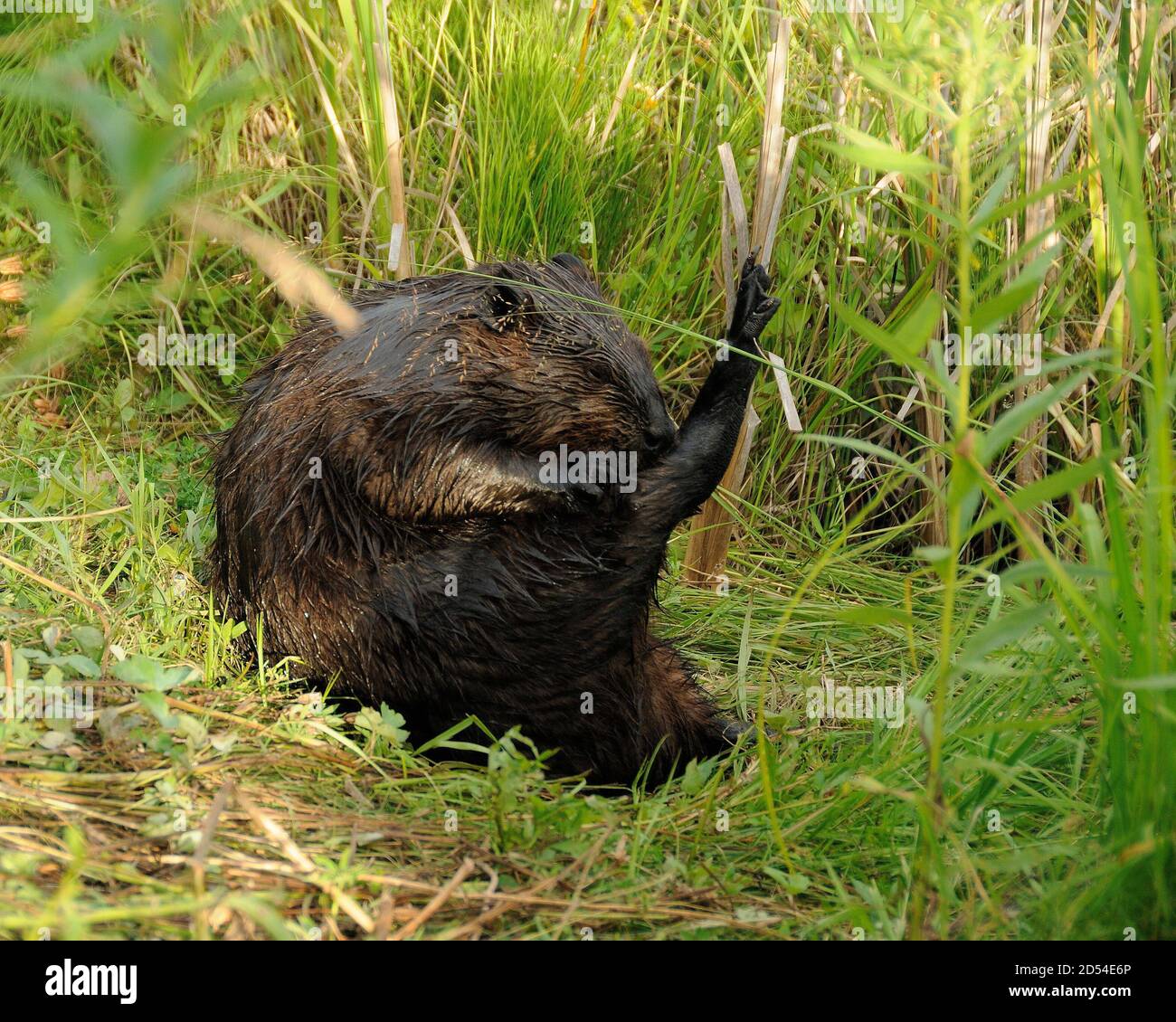 Beaver gros plan visualisez le toilettage et la position assise sur l'herbe présentant la fourrure humide brune, le corps, la tête, les yeux, les oreilles, la queue, dans son environnement et son habitat. Banque D'Images